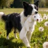 goose-feather-dog-chew-toy Goose feather chew toy for dogs