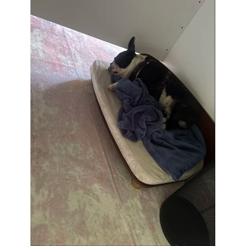 Image #1 from Cat.