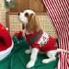 festive-red-christmas-dog-sweater Festive red Christmas dog sweater