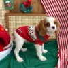 red-christmas-dog-sweater Red Christmas dog sweater
