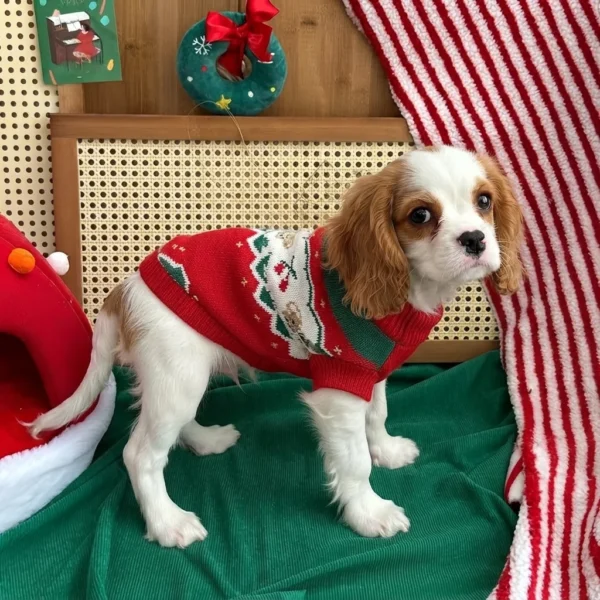 red-christmas-dog-sweater Red Christmas dog sweater