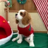 red-winter-dog-sweater Red winter dog sweater