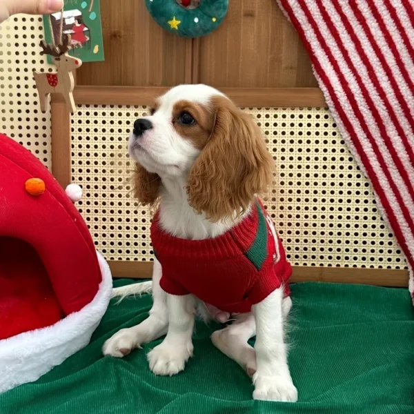 red-winter-dog-sweater Red winter dog sweater