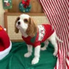ruby-red-christmas-dog-sweater Ruby red Christmas dog sweater