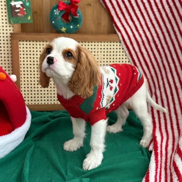 ruby-red-christmas-dog-sweater Ruby red Christmas dog sweater