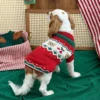 ruby-red-holiday-dog-sweater Ruby red holiday dog sweater
