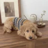 winter-blue-brown-dog-sweater Blue and brown winter dog sweater